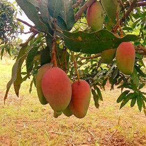 Buy Mango Plant from Ezonefly