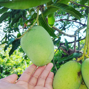 Buy Mango Plant from Ezonefly