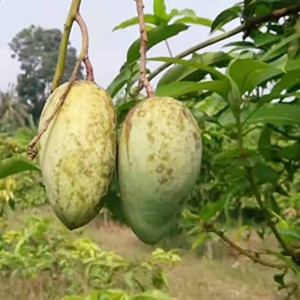 Buy Mango Plant from Ezonefly