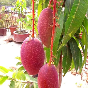 Buy Mango Plant from Ezonefly