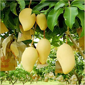 Buy Namdockmai Mango Plant (Grafted) from Ezonefly