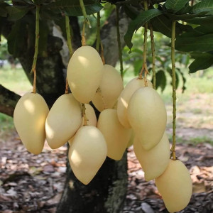 Buy Mango Plant from Ezonefly