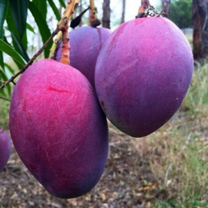Buy Mango Plant from Ezonefly