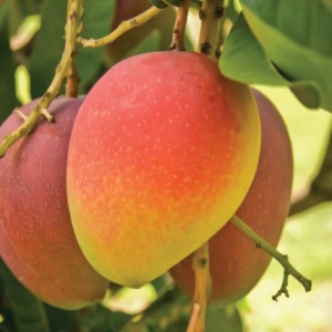 Buy Mango Plant from Ezonefly