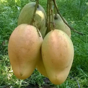 Buy Mango Plant from Ezonefly