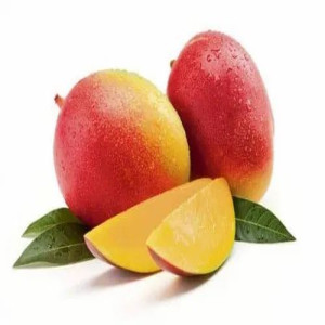 Buy Mango Plant from Ezonefly