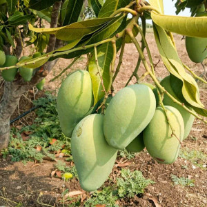Buy Mango Plant from Ezonefly