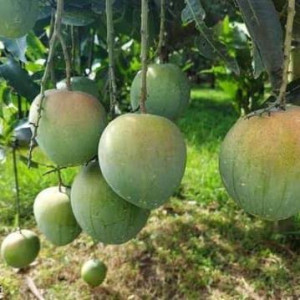 Buy Mango Plant from Ezonefly