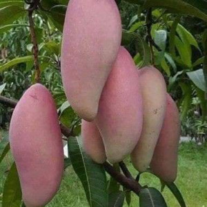 Buy Mango Plant from Ezonefly