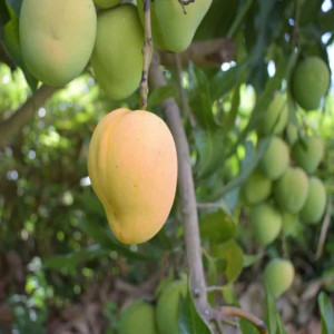 Buy Mango Plant from Ezonefly