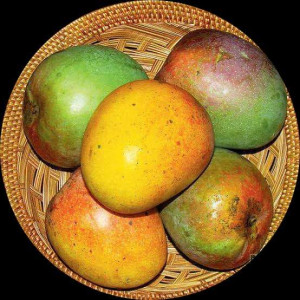 Buy Mango Plant from Ezonefly