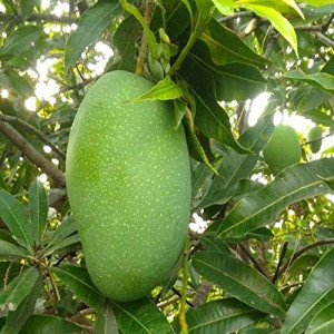 Buy Mango Plant from Ezonefly