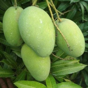 Buy Mango Plant from Ezonefly