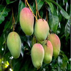 Buy Mango Plant from Ezonefly