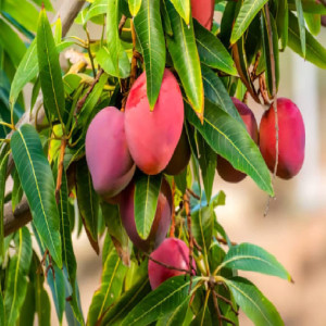 Buy Mango Plant from Ezonefly