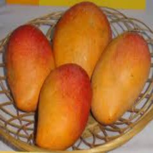 Buy Mango Plant from Ezonefly