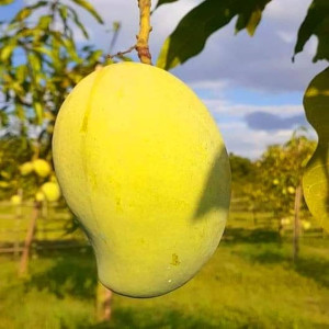 Buy Mango Plant from Ezonefly