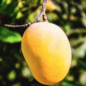 Buy Mango Plant from Ezonefly