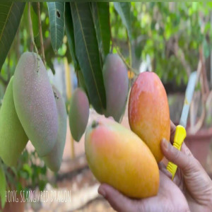 Buy Mango Plant from Ezonefly