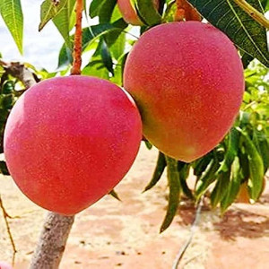 Buy Mango Plant from Ezonefly