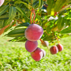 Buy Mango Plant from Ezonefly