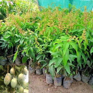 Buy Mango Plant from Ezonefly