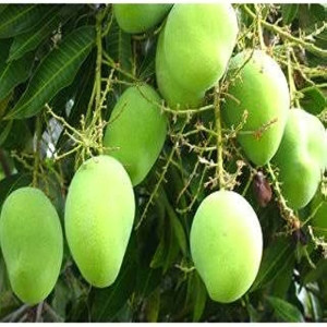 Buy Mango Plant from Ezonefly