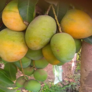 Buy Mango Plant from Ezonefly