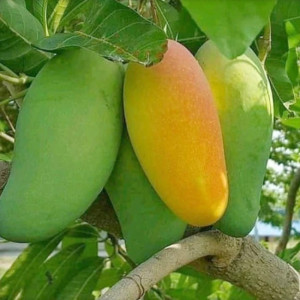 Buy Mango Plant from Ezonefly