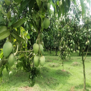 Buy Mango Plant from Ezonefly