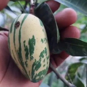 Buy Mango Plant from Ezonefly