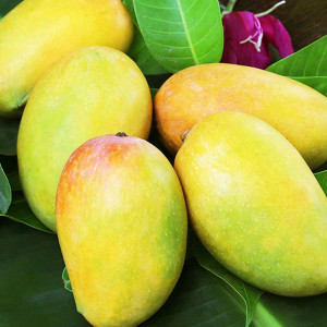 Buy Mango Plant from Ezonefly