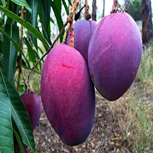Buy Mango Plant from Ezonefly