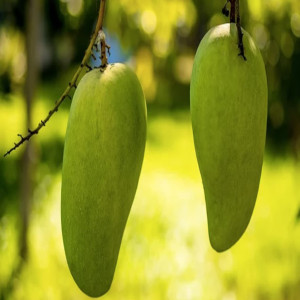 Buy Mango Plant from Ezonefly