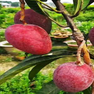 Buy Mango Plant from Ezonefly