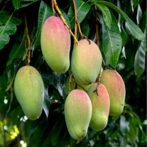 Buy Mango Plant from Ezonefly