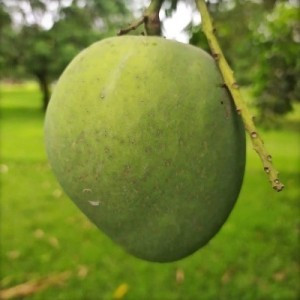 Buy Mango Plant from Ezonefly