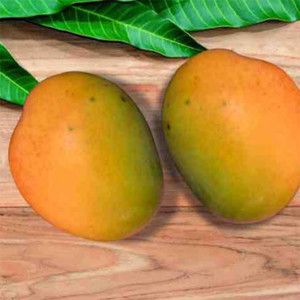 Buy Mango Plant from Ezonefly