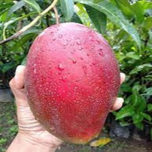 Buy Mango Plant from Ezonefly