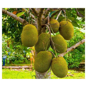 Buy Jackfruit Plant from Ezonefly