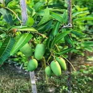 Buy Mango Plant from Ezonefly