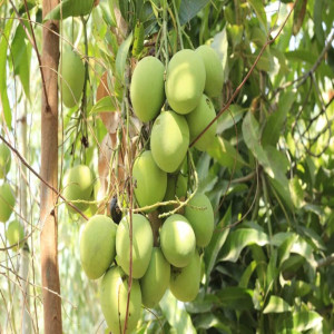 Buy Mango Plant from Ezonefly