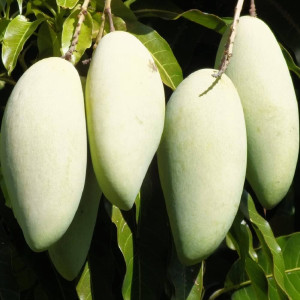 Buy Mango Plant from Ezonefly