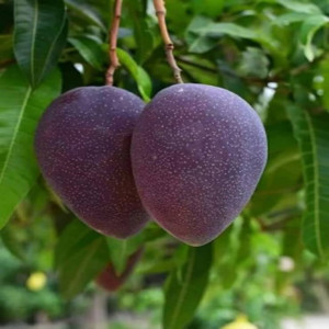 Buy Mango Plant from Ezonefly