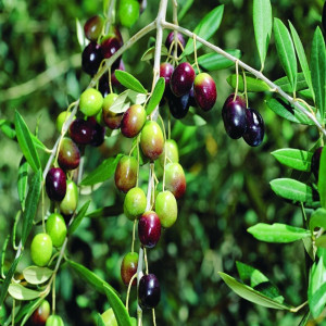 Find Olive Plant Products from Ezonefly