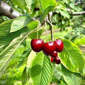 Find Cherry Plant Products from Ezonefly