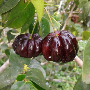 Buy Black Suriyanam  Cherry Plant from Ezonefly