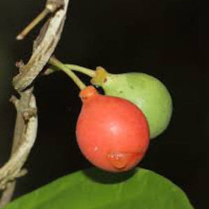 Buy Berry Plant from Ezonefly