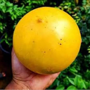 Buy Exotic Fruit Plant from Ezonefly