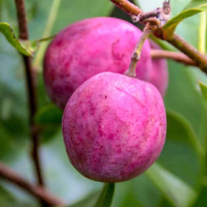 Buy Exotic Fruit Plant from Ezonefly